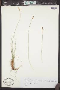 Carex diandra image