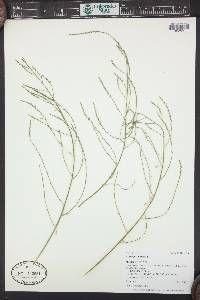 Asparagus officinalis image