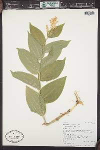 Maianthemum racemosum subsp. amplexicaule image