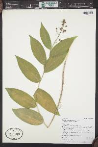 Maianthemum racemosum subsp. amplexicaule image