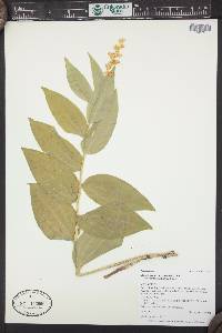 Maianthemum racemosum subsp. amplexicaule image