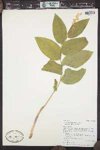 Maianthemum racemosum subsp. amplexicaule image