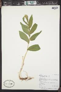 Maianthemum racemosum subsp. amplexicaule image