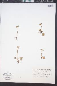 Chrysosplenium alternifolium image