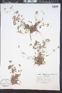 Chrysosplenium oppositifolium image