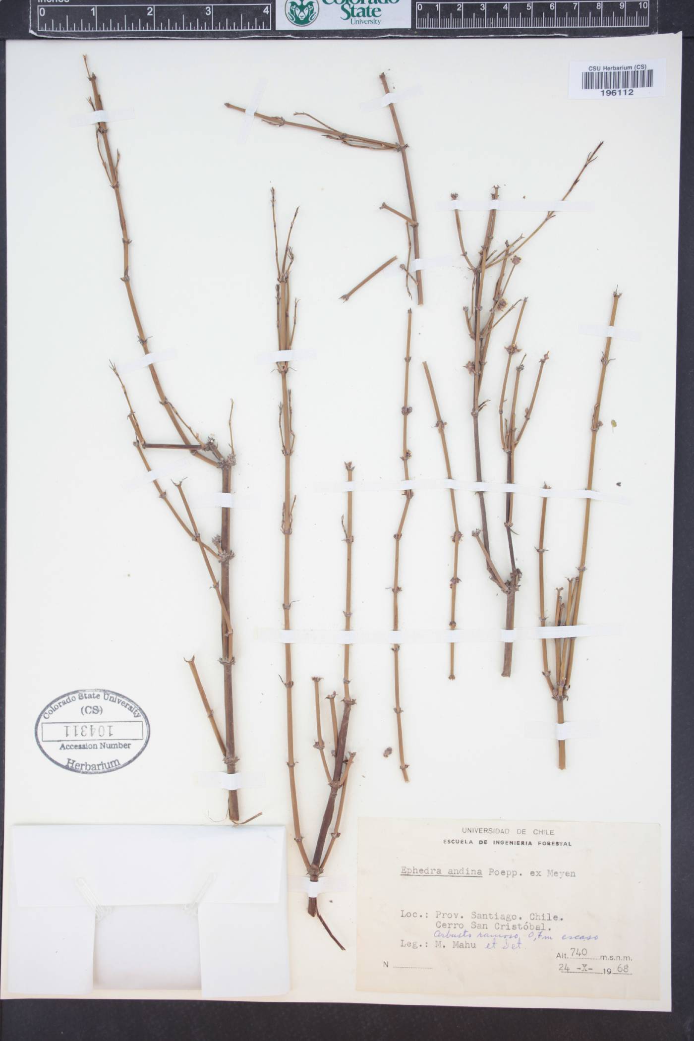 Ephedra andina image