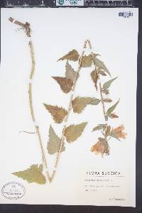 Campanula trachelium image