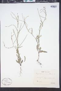 Sisymbrium orientale image