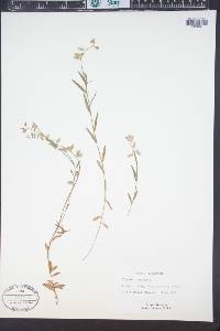 Polygala vulgaris image
