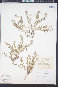 Polygala vulgaris image