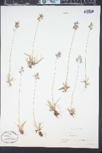 Poa alpina image
