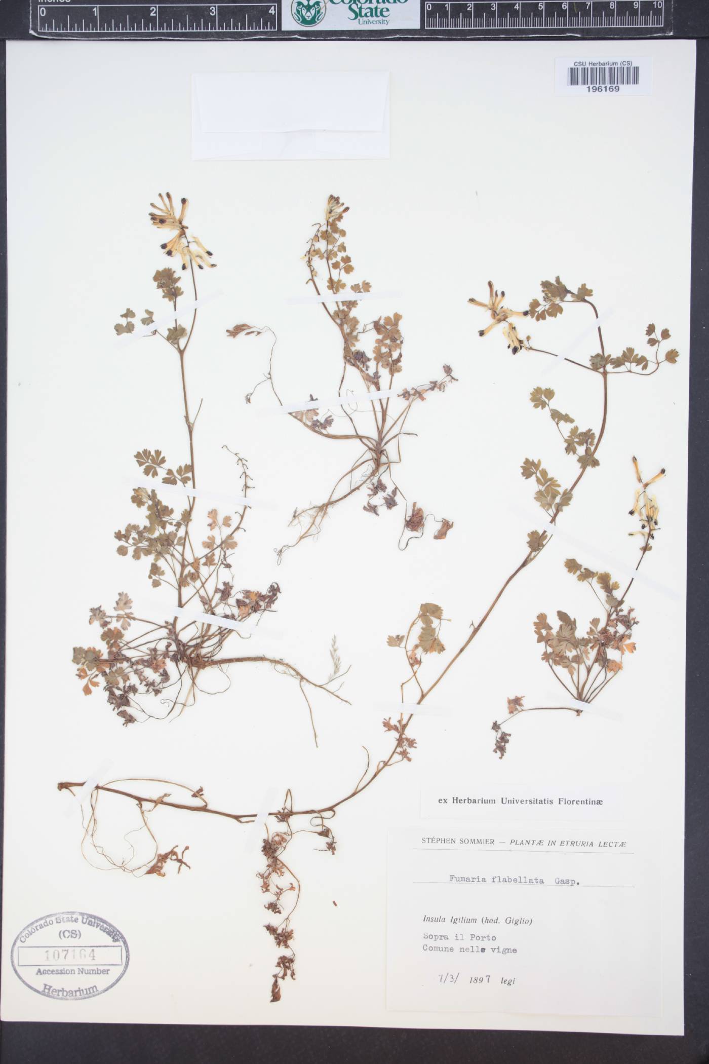 Fumaria flabellata image