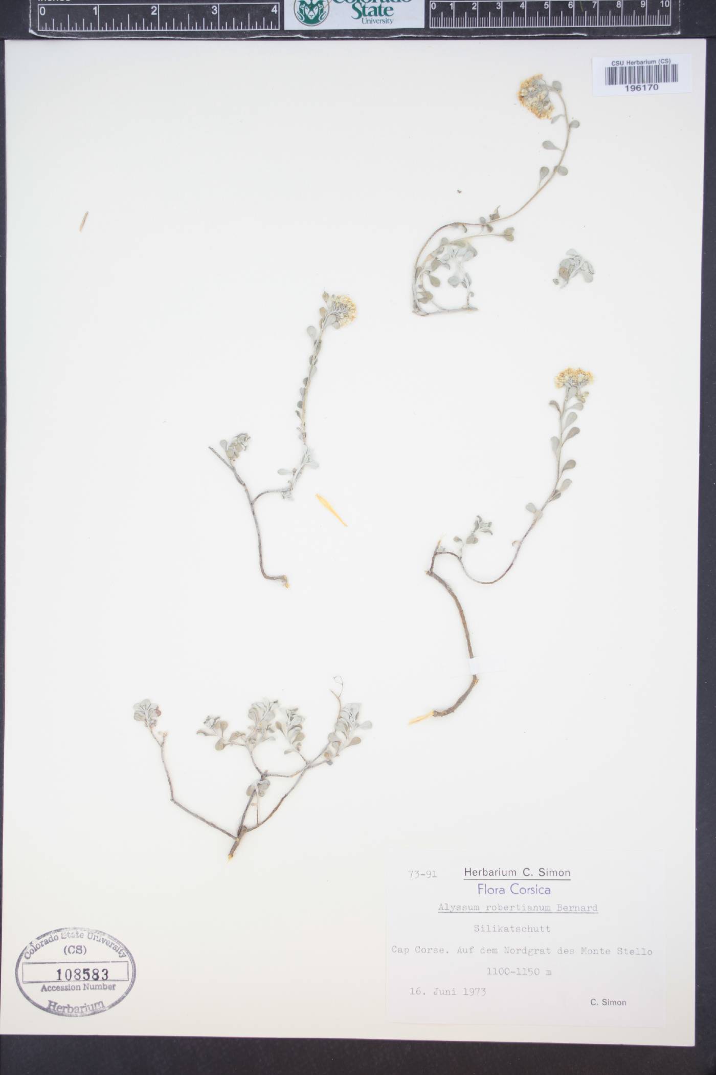 Odontarrhena image