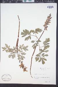Corydalis cava image