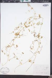 Ceratocapnos claviculata image