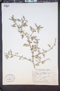 Solanum triflorum image