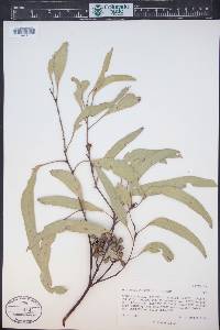Eucalyptus flindersii image