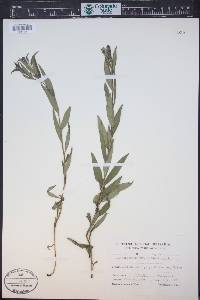 Buglossoides purpurocaerulea image