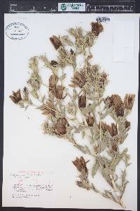 Mentzelia nuda image