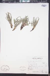 Agoseris glauca image