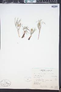 Lomatium simplex image