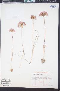 Allium acuminatum image