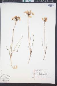 Allium acuminatum image