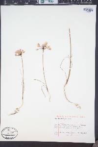 Allium acuminatum image