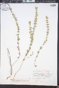 Scutellaria resinosa image