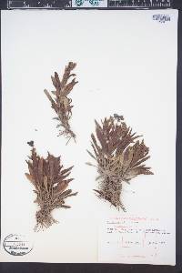 Penstemon albidus image