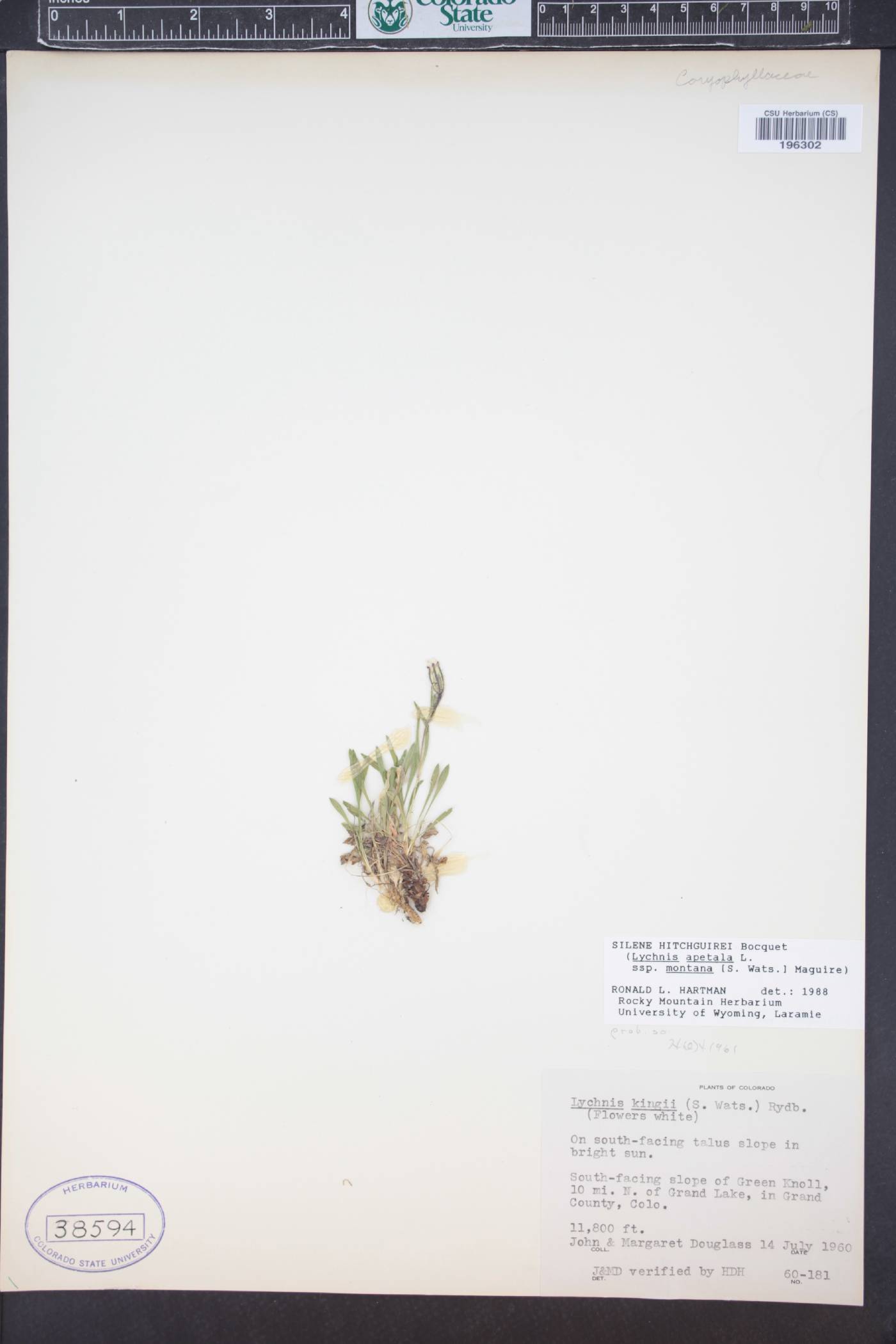 Silene hitchguirei image