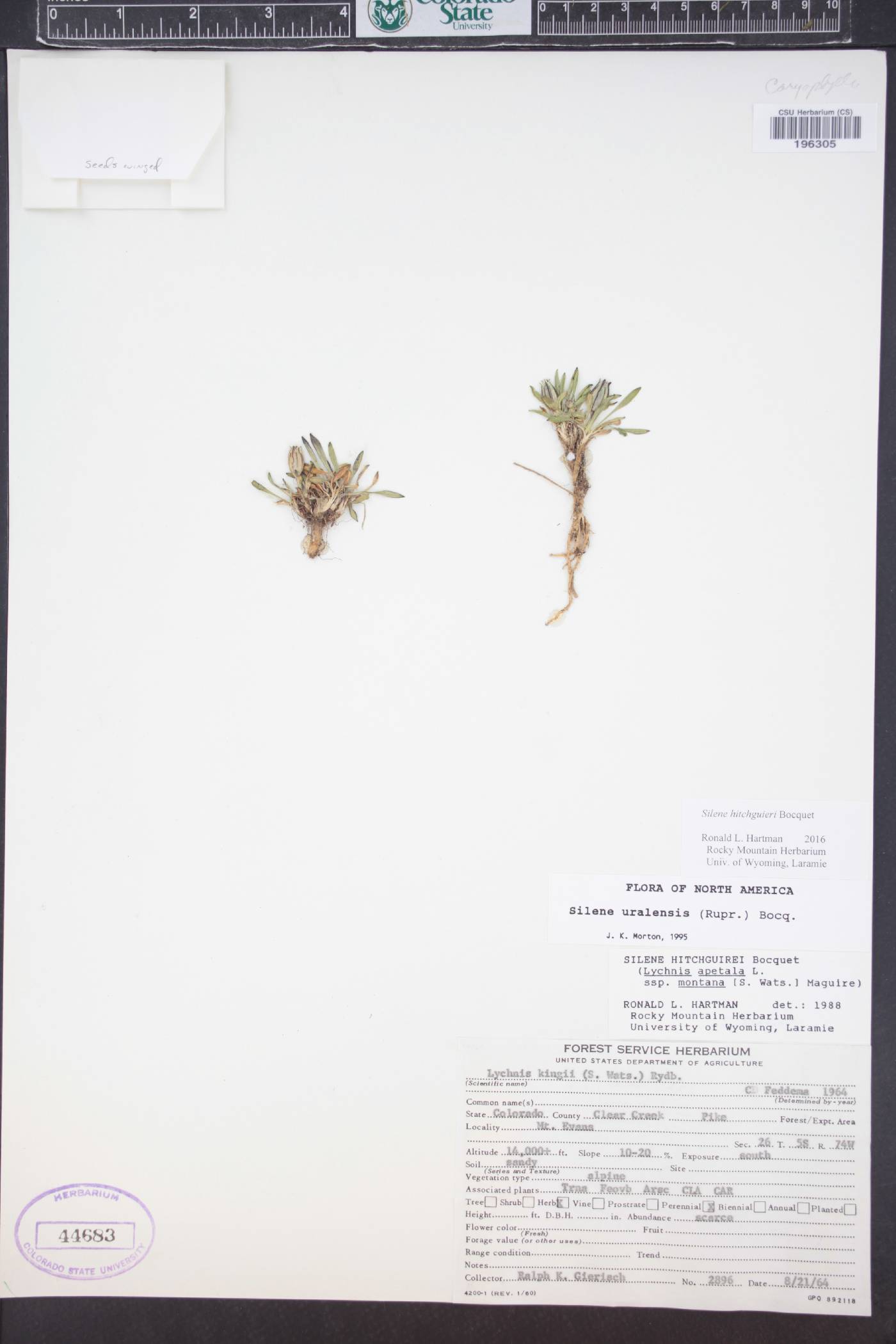 Silene hitchguirei image