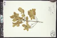 Aphanes arvensis image