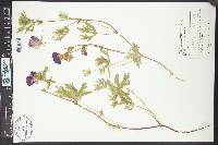 Callirhoe involucrata image