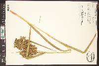 Scirpus microcarpus image