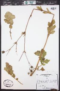 Geum macrophyllum image