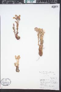 Orobanche fasciculata image