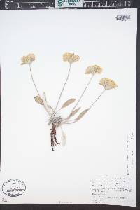 Eriogonum flavum image