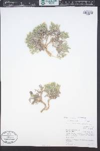 Phlox hoodii image