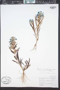 Penstemon angustifolius image