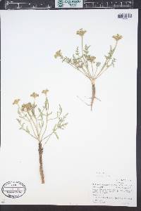 Musineon divaricatum image