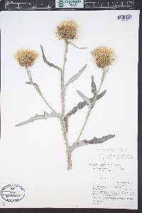 Cirsium undulatum image