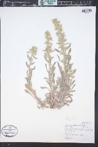 Oreocarya celosioides image