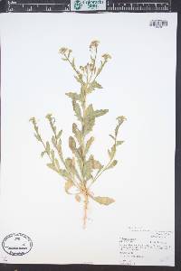 Thlaspi arvense image
