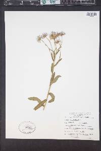 Townsendia grandiflora image
