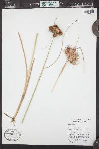 Juncus nodosus image