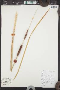 Typha angustifolia image