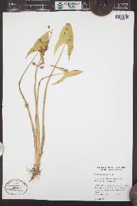 Sagittaria cuneata image