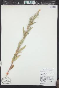 Oenothera villosa image