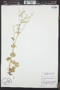 Ranunculus sceleratus var. multifidus image